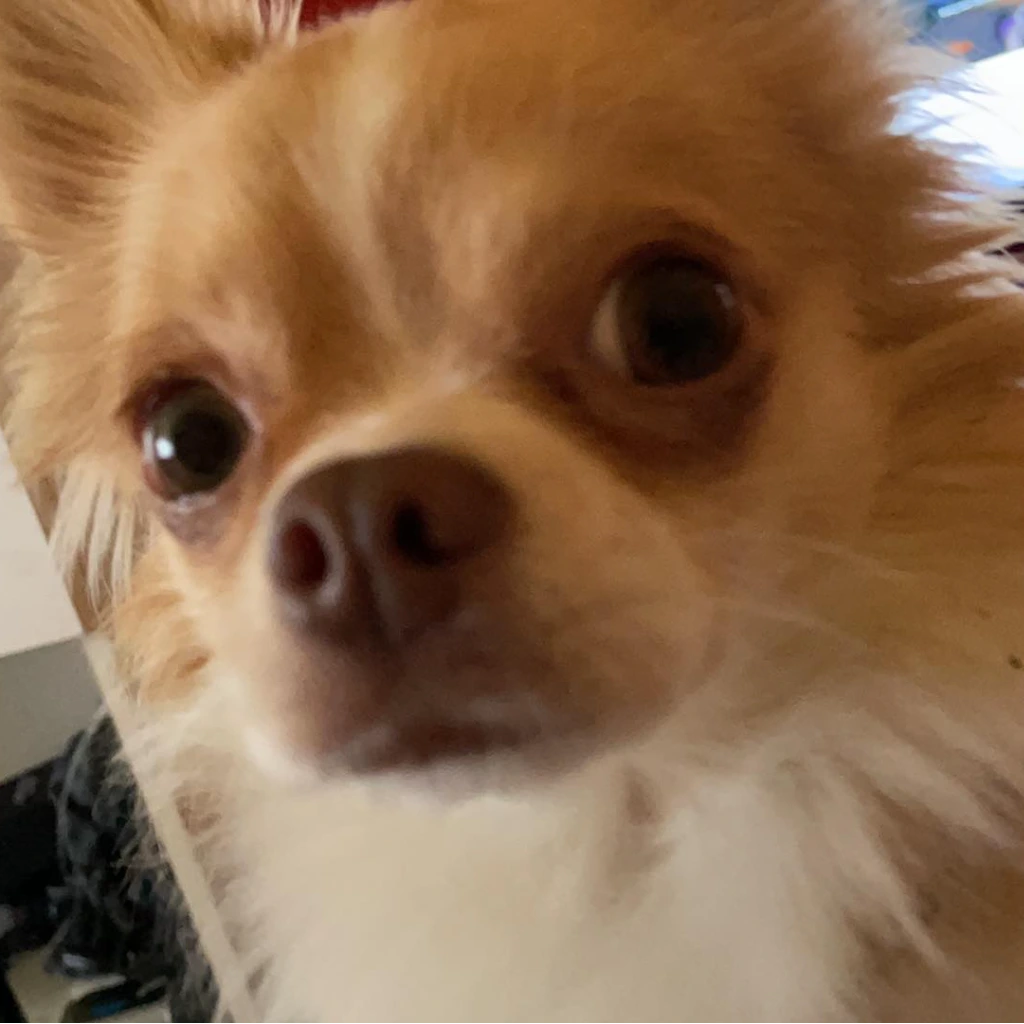 Comment Profile Picture